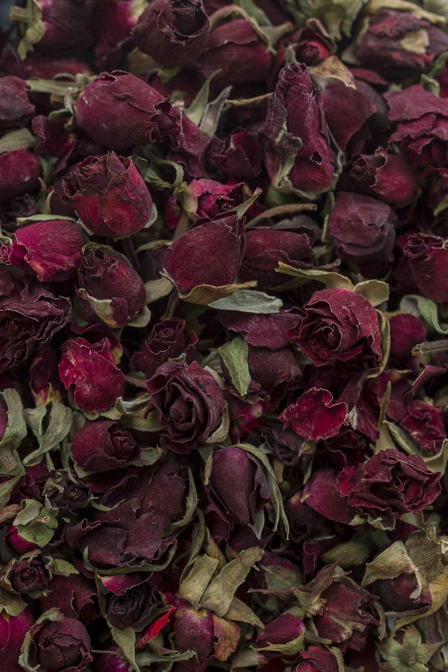 Pupoljak perzijske ruže - crveni